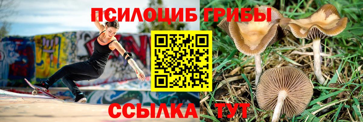где купить   Псилоцибиновые грибы мицелий  Вход с VPN  Тольятти 